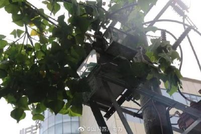 雁江供電公司修理10kV中晶二線上樹枝，變身“伐木工”