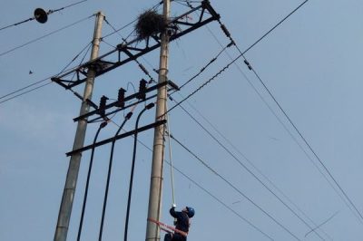 泊頭市供電公司及時(shí)清理35千伏前營3212線路鳥窩