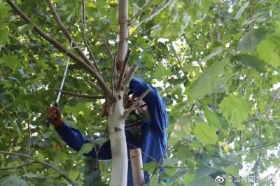 對輸配電線路開展專項隱患排查，集中清理低壓線路旁的超高樹木