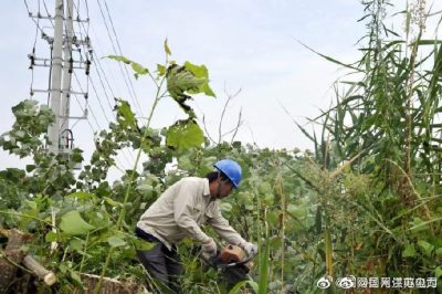 配合周山鎮(zhèn)長(zhǎng)寧村18號(hào)配電臺(tái)區(qū)砍伐電力線旁的超高樹木