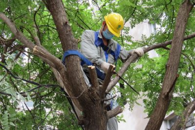 為臺區(qū)進(jìn)行樹障清理保障夏季高溫用上放心電